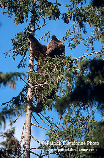 Ours brun - Brown Bear - 16815