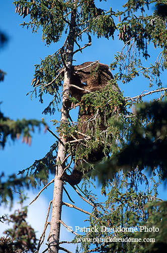 Ours brun - Brown Bear - 16816