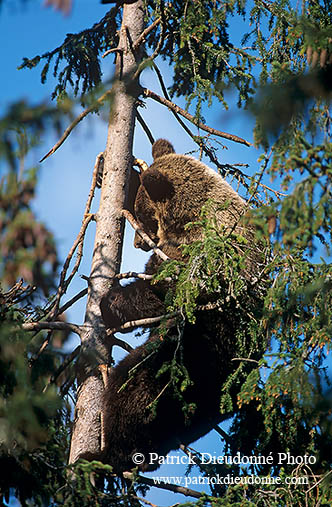 Ours brun - Brown Bear - 16817