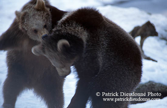 Ours brun - Brown Bear - 16818