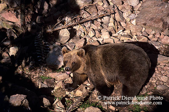 Ours brun - Brown Bear - 16820