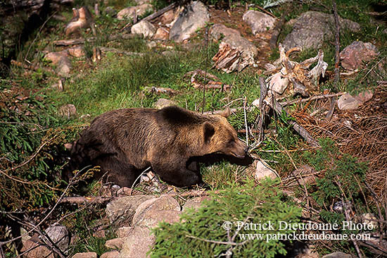 Ours brun - Brown Bear - 16821