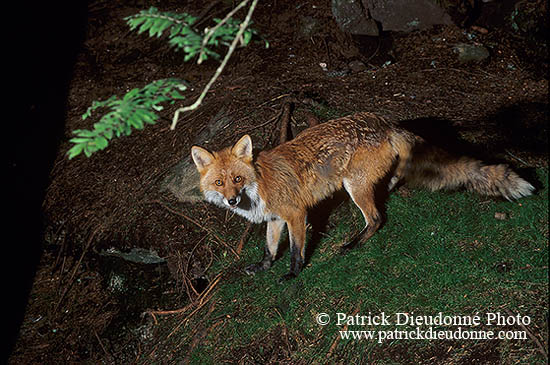 Renard roux - Red Fox - 16989