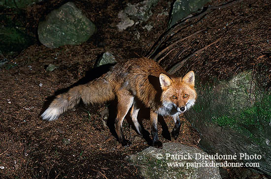 Renard roux - Red Fox - 16990