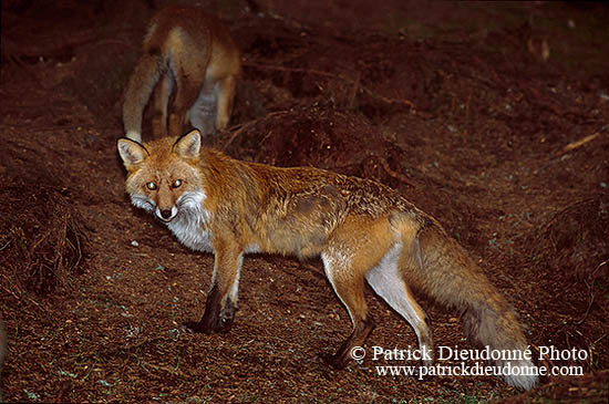 Renard roux - Red Fox - 16991