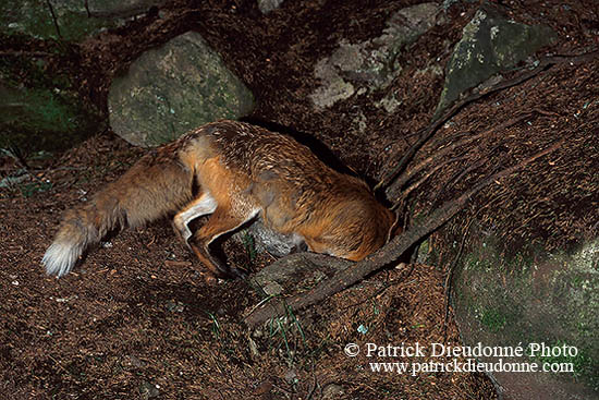 Renard roux - Red Fox - 16992