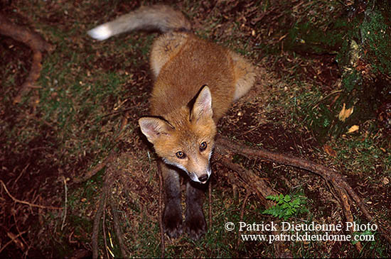 Renard roux - Red Fox - 16994