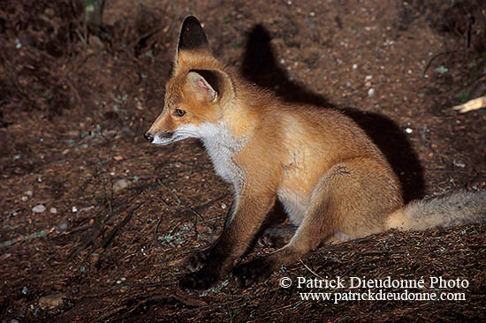 Renard roux - Red Fox  - 16995