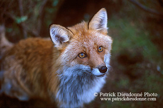 Renard roux - Red Fox  - 16998