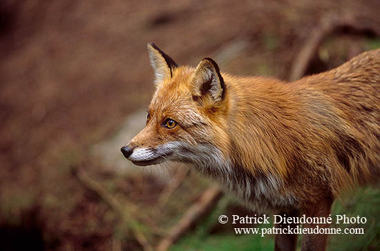 Renard roux - Red Fox  - 16999