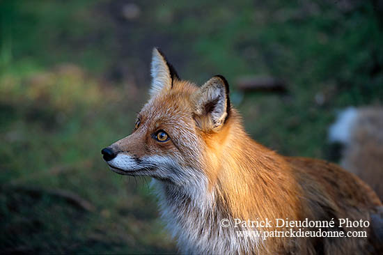 Renard roux - Red Fox  - 17000