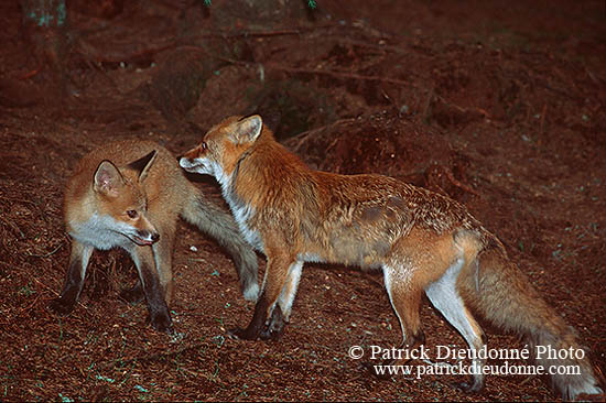 Renard roux - Red Fox  - 17002