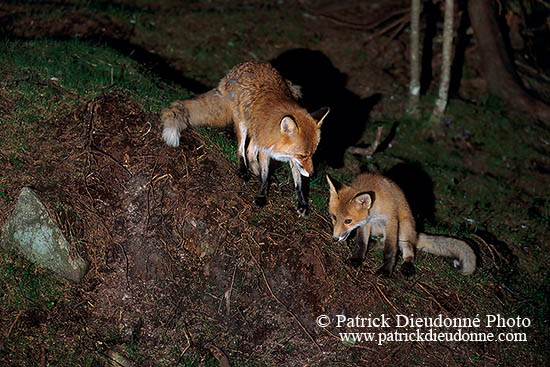 Renard roux - Red Fox  - 17003