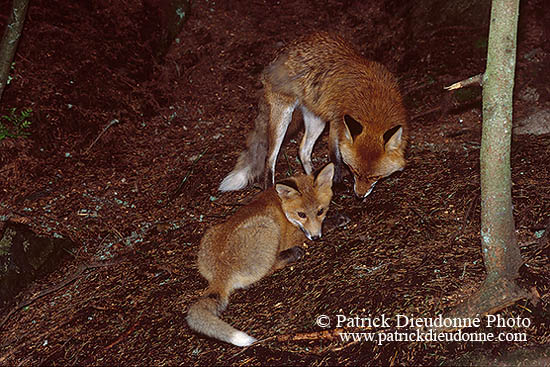 Renard roux - Red Fox  - 17004