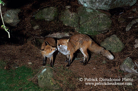 Renard roux - Red Fox  - 17005