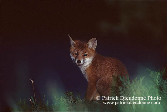 Renard roux - Red Fox  - 17006