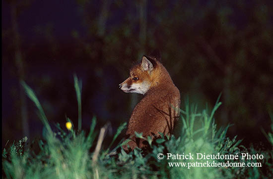Renard roux - Red Fox  - 17007