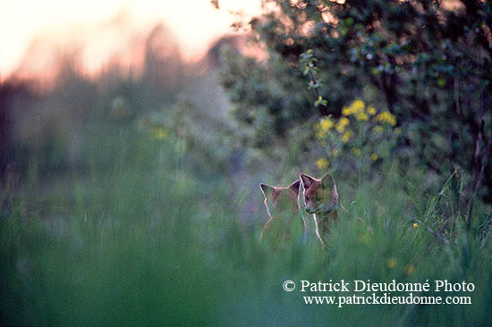 Renard roux - Red Fox  - 17008