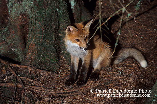 Renard roux - Red Fox  - 17009