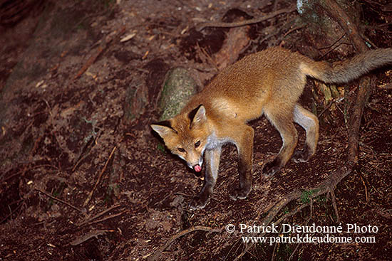 Renard roux - Red Fox  - 17010