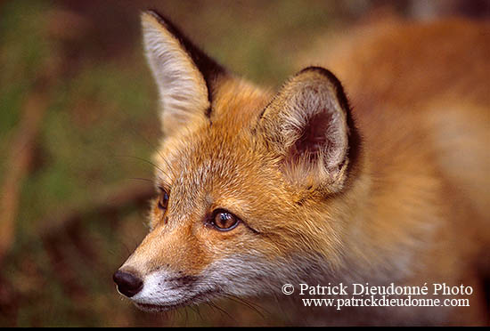 Renard roux - Red Fox  - 17011