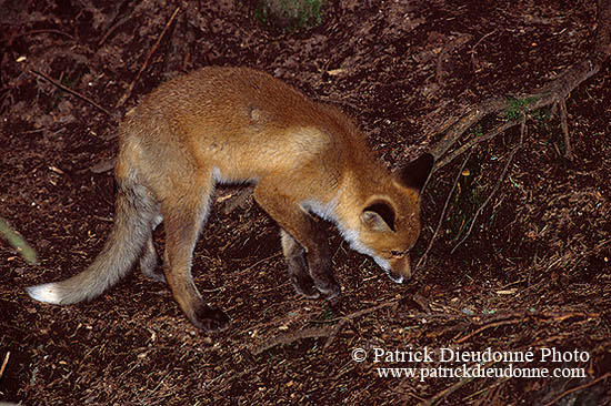 Renard roux - Red Fox  - 17012