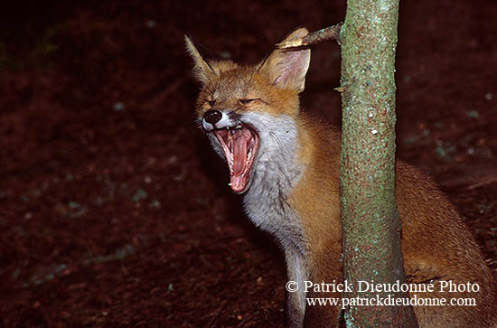 Renard roux - Red Fox  - 17013