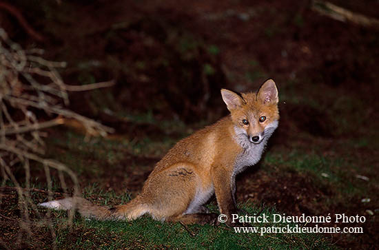 Renard roux - Red Fox  - 17014