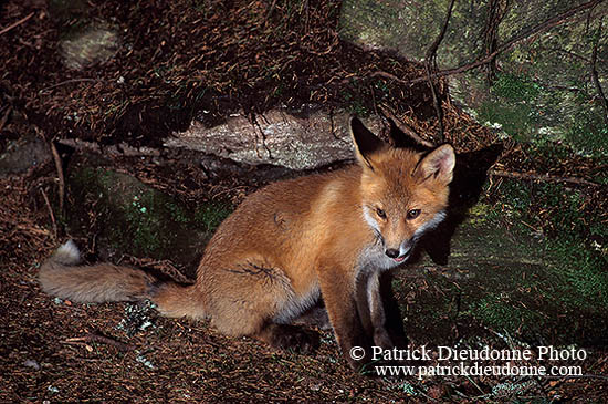 Renard roux - Red Fox  - 17015