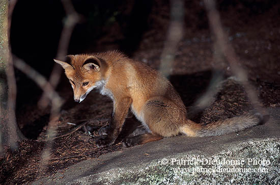 Renard roux - Red Fox  - 17016