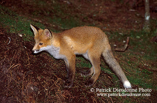 Renard roux - Red Fox  - 17017
