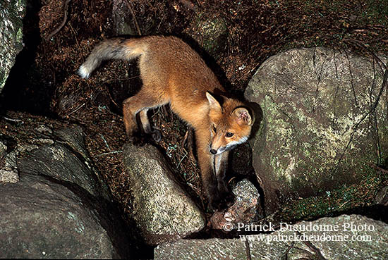 Renard roux - Red Fox  - 17018