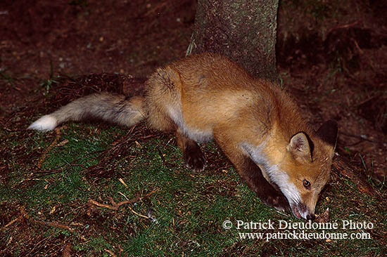 Renard roux - Red Fox  - 17019