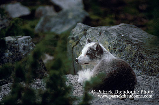 Renard polaire - Arctic Fox - 17020