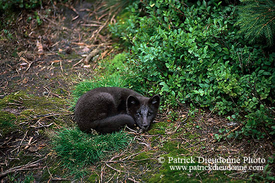 Renard polaire - Arctic Fox - 17025