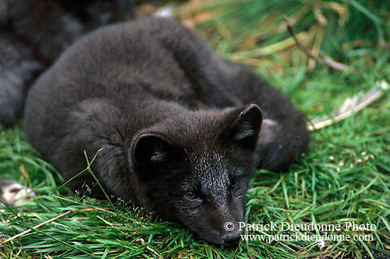 Renard polaire - Arctic Fox - 17026