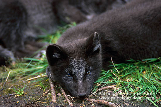 Renard polaire - Arctic Fox - 17027