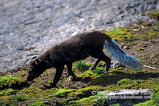 Renard polaire - Arctic Fox - 17030