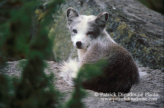 Renard polaire - Arctic Fox - 17021