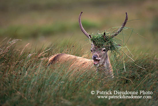 Cerf elaphe - Red Deer  - 16300