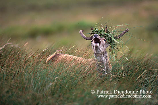 Cerf elaphe - Red Deer - 16302