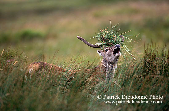 Cerf elaphe - Red Deer - 16303