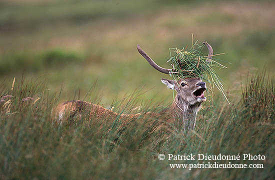 Cerf elaphe - Red Deer - 16306