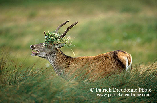 Cerf elaphe - Red Deer - 16309