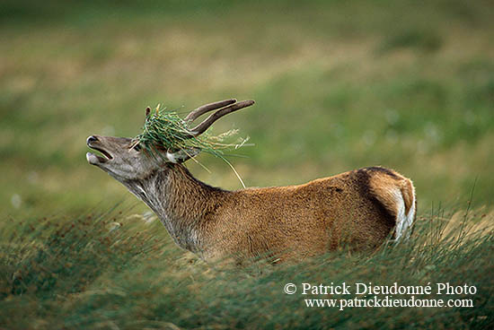 Cerf elaphe - Red Deer - 16311