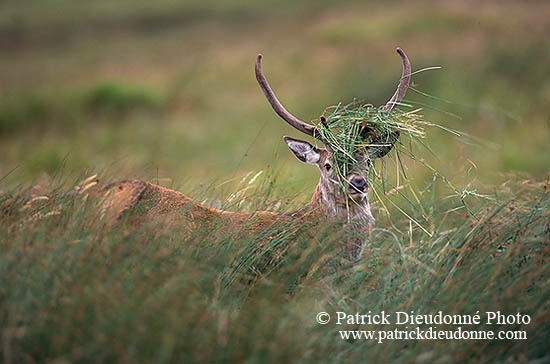 Cerf elaphe - Red Deer - 16313