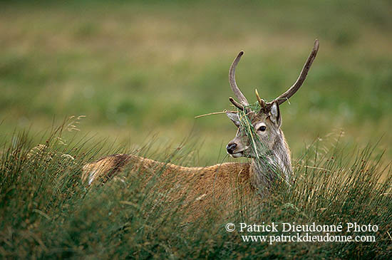 Cerf elaphe - Red Deer - 16314