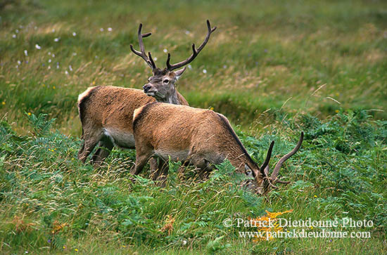 Cerf elaphe - Red Deer - 16319