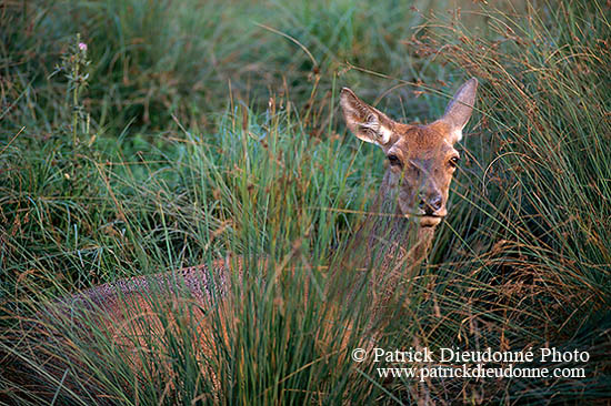 Cerf elaphe - Red Deer - 16324