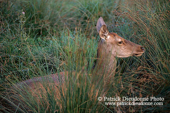 Cerf elaphe - Red Deer  - 16325